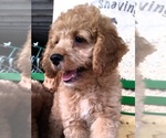 Small Photo #6 Cocker Spaniel-Poodle (Miniature) Mix Puppy For Sale in CADIZ, KY, USA