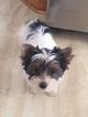 Small Photo #1 Biewer Terrier Puppy For Sale in MINNEAPOLIS, MN, USA