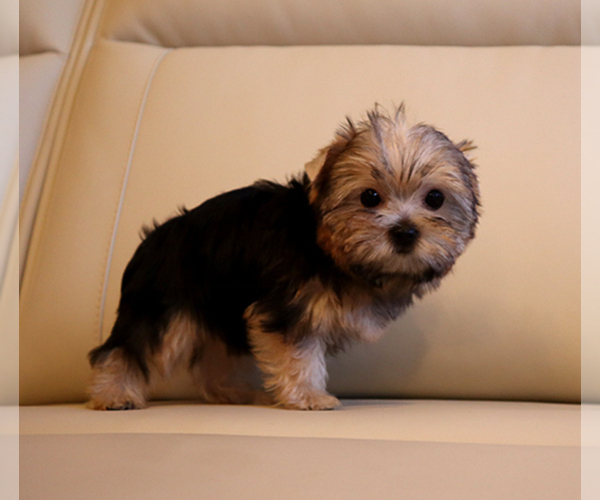 Medium Photo #2 Yorkshire Terrier Puppy For Sale in LOS ANGELES, CA, USA