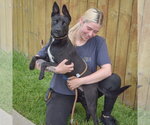 Small #4 German Pinscher Mix