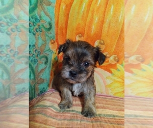 Shorkie Tzu Puppy for Sale in KERNERSVILLE, North Carolina USA
