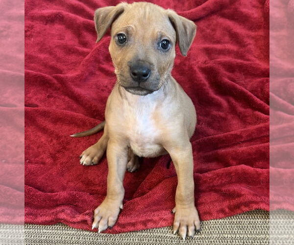 Medium Photo #2 American Pit Bull Terrier-Beauceron Mix Puppy For Sale in Rohnert Park, CA, USA