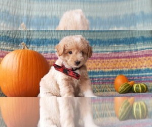 Pookimo Puppy for sale in LANCASTER, PA, USA