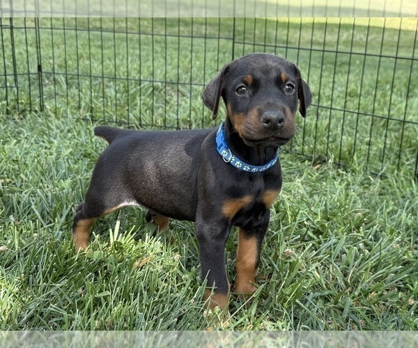 Medium Photo #13 Doberman Pinscher Puppy For Sale in NEWTON, NC, USA