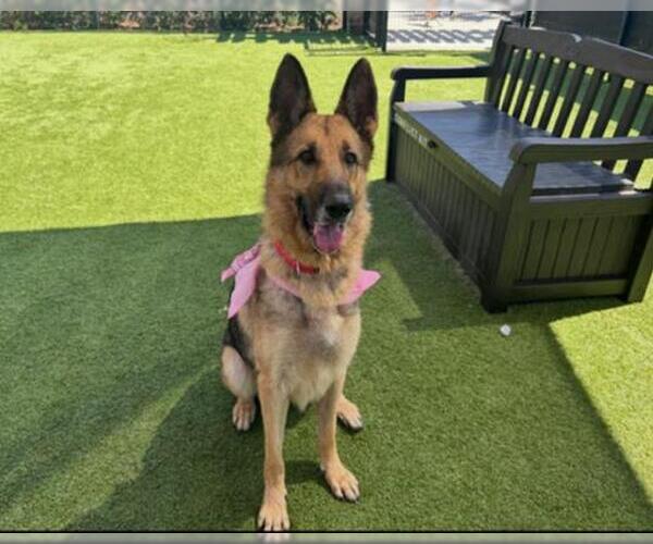 Medium Photo #5 German Shepherd Dog Puppy For Sale in Orange, CA, USA