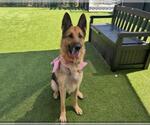 Small #4 German Shepherd Dog