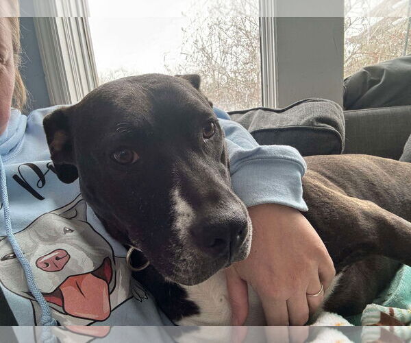 Medium Photo #6 American Pit Bull Terrier-Unknown Mix Puppy For Sale in Germantown, OH, USA