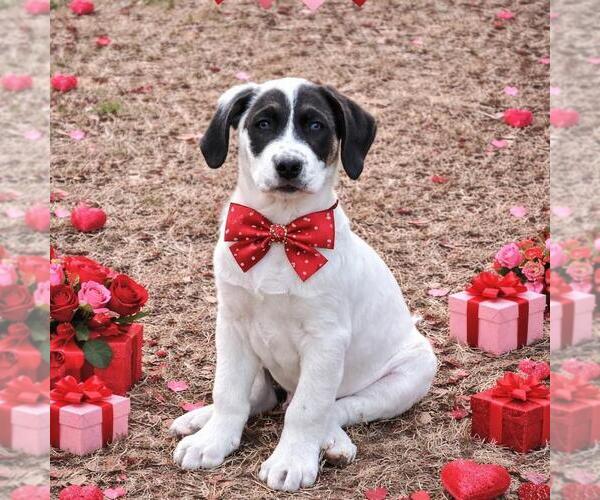 Medium Photo #1 Great Pyrenees-Unknown Mix Puppy For Sale in Yardley, PA, USA