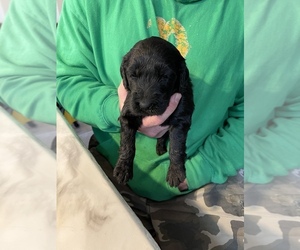 Goldendoodle-Poodle (Miniature) Mix Puppy for sale in FLAT ROCK, NC, USA