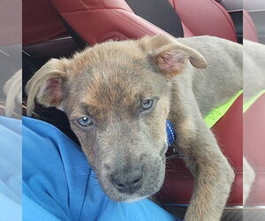 Mutt Dogs for adoption in New London, WI, USA