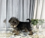 Small Photo #10 Schnoodle (Standard) Puppy For Sale in GREENWOOD, IN, USA