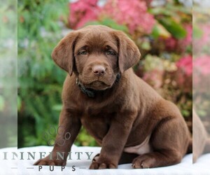 Labrador Retriever Puppy for sale in RICHLAND, PA, USA