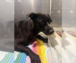 Labrador Retriever-Unknown Mix Dogs for adoption in San Antonio, TX, USA