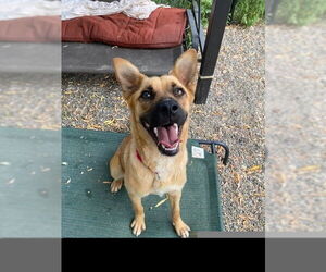 Scarlett - Female Labrador Retriever-Unknown Mix Dog for Adoption - Photo #4