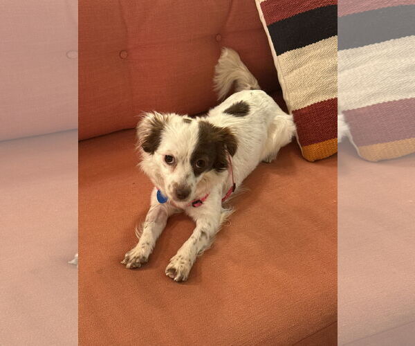 Medium Photo #1 Chihuahua-Spaniel Mix Puppy For Sale in San Francisco, CA, USA
