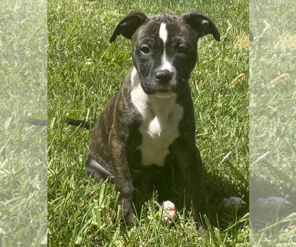 Medium Photo #3 Mutt Puppy For Sale in Clarkston, MI, USA