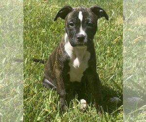 Mutt Dogs for adoption in Clarkston, MI, USA