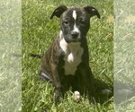 Small #2 Mutt
