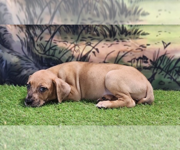 Medium Photo #9 Catahoula Leopard Dog Puppy For Sale in CUMBY, TX, USA