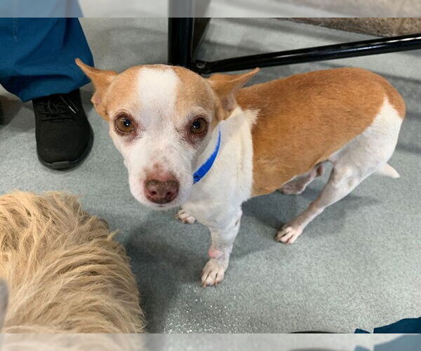 Medium Photo #2 Chihuahua-Unknown Mix Puppy For Sale in Moreno Valley, CA, USA