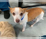 Small #1 Chihuahua Mix