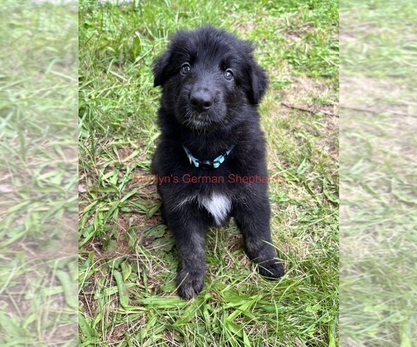 Medium Photo #5 German Shepherd Dog Puppy For Sale in PIEDMONT, MO, USA
