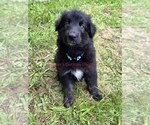 Small #4 German Shepherd Dog