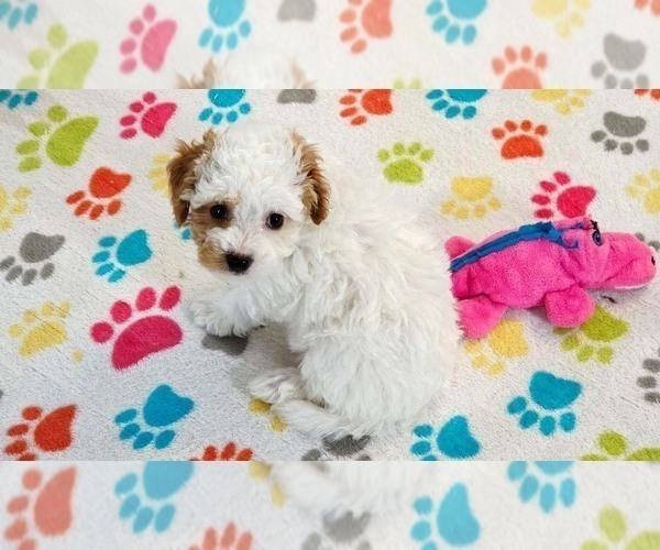 Medium Photo #7 Cavapoo (Miniature)-Poodle (Toy) Mix Puppy For Sale in ORO VALLEY, AZ, USA
