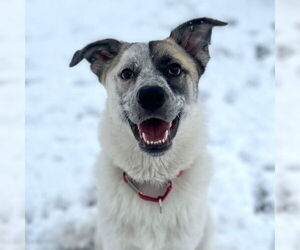 Anatolian Shepherd-Unknown Mix Dogs for adoption in Canton, CT, USA
