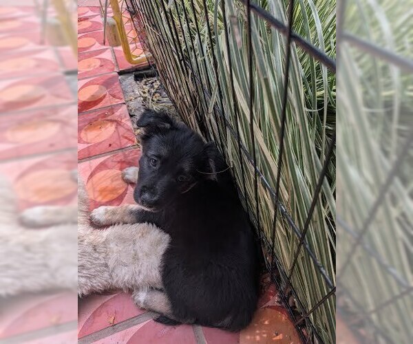 Medium Photo #6 Mutt Puppy For Sale in Pacifica, CA, USA