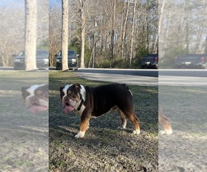 English Bulldog Puppy for sale in NEW BERN, NC, USA
