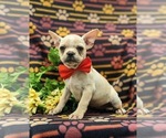 Small Photo #3 Faux Frenchbo Bulldog Puppy For Sale in GLEN ROCK, PA, USA