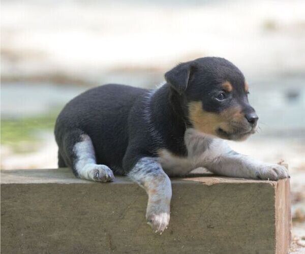 Medium Photo #4 Australian Shepherd-Jack Russell Terrier Mix Puppy For Sale in ORRVILLE, OH, USA