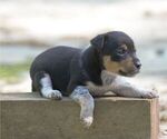 Small #3 Australian Shepherd-Jack Russell Terrier Mix