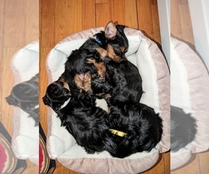 Yorkshire Terrier Litter for sale in WESTBROOK, ME, USA
