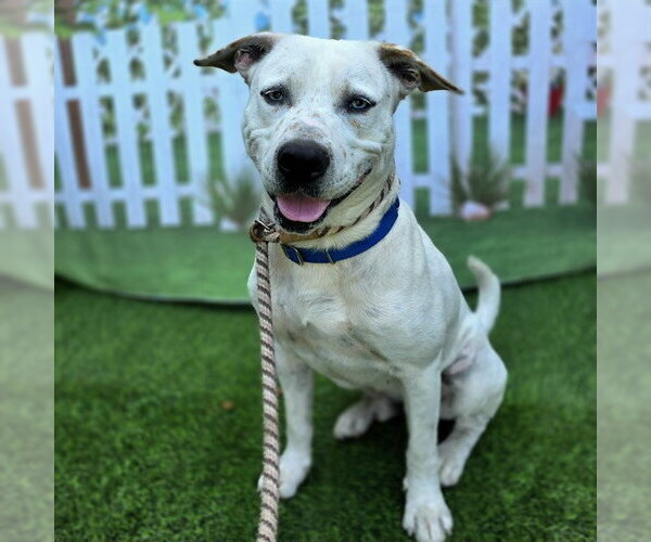 Medium Photo #2 American Bulldog-Unknown Mix Puppy For Sale in Long Beach, CA, USA