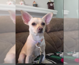 Hilda in TX - Female Chihuahua-Unknown Mix Dog for Adoption - Photo #2