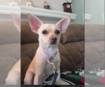 Small Photo #2 Chihuahua-Unknown Mix Puppy For Sale in Cranston, RI, USA