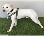Small Photo #3 Chihuahua-Unknown Mix Puppy For Sale in San Diego, CA, USA