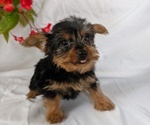 Small #2 Yorkshire Terrier