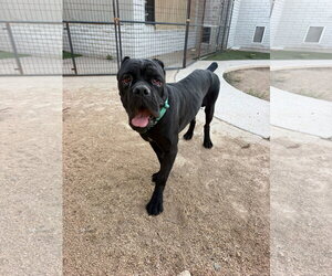 Mutt Dogs for adoption in Goodyear, AZ, USA