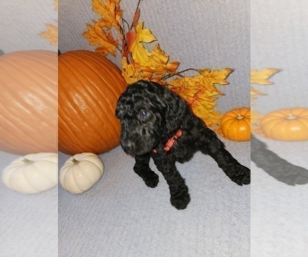 Medium Photo #6 Poodle (Standard) Puppy For Sale in SPRING HILL, FL, USA