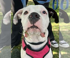 Bullboxer Pit Dogs for adoption in Wenonah, NJ, USA