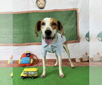 Small #1 Beagle Mix
