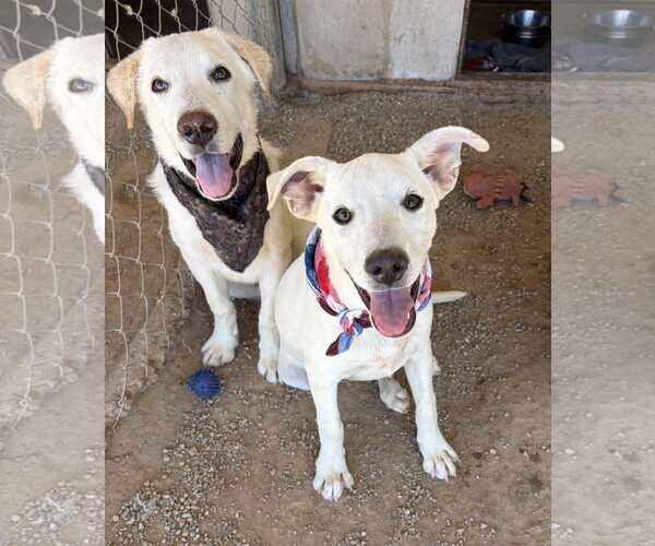 Medium Photo #8 Labrador Retriever-Unknown Mix Puppy For Sale in San Diego, CA, USA