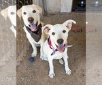 Small #7 Labrador Retriever Mix
