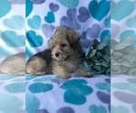 Small Photo #5 Schnoodle (Miniature) Puppy For Sale in LAKELAND, FL, USA