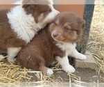 Small Photo #11 Australian Shepherd Puppy For Sale in LEWISBURG, TN, USA