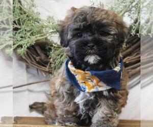 Havashu Puppy for sale in ORO VALLEY, AZ, USA