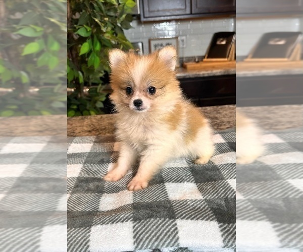 Medium Photo #2 Pomeranian Puppy For Sale in INDIANAPOLIS, IN, USA